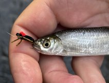 Ouklej ulovená na pěnového broučka