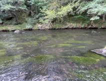 Proudný úsek ideální pro suché muškaření