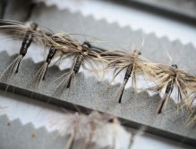 Quills waiting for spring