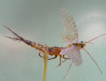 Borning Danica (rokafly)