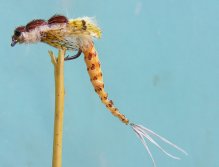 Wiggly Danica (rokafly)