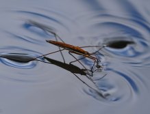 Water Skeeter, Beaver Ponds in Vedauwoo, Wyoming, Beaver ponds and other bodies of water are known for their bug populations.