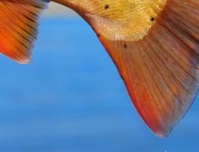 Golden Cutty, Fall Cutthroat trout from Henrys Lake in Island Park, Idaho, The colors abound when fall comes to Henrys Lake Idaho with leaves and fish turning a golden color.