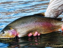 Mr. Hybrid, Large Hybrid Rainbow from Henrys Lake, Idaho, This large spring Rainbow Trout taken on a leech pattern down deep.