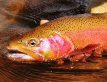 Early Rainbow, Large Rainbow from the Laramie River outside of Laramie, Wyoming, Living large in a small river in Laramie River on a nice Streamer pattern.