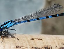 Damsel Eating Lunch, Damsel fly eating a Callibaetis Mayfly, Damsels are very aggressive and will eat a lot of the other insects in or around the lake.