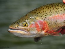 Rainbow Trout, Pretty Rainbow from Sheridan Lake in Island Park, Idaho, Casting to cruising gulpers with Callibaetis and grasshoppers can be very rewarding.