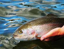 Solid Rainbow, Nice Rainbow from Henrys Lake in Island Park, Idaho, A nice Rainbow Trout caught in deeper water on leech pattern.