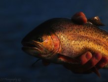 Fatty Rainbow, Late evening Rainbow from Sheridan Lake in Island Park, Idaho, This big Rainbow Trout being caught late in the evening on a late evening caddis hatch.