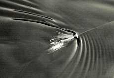 Hitch technique for Atlantic Salmon