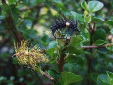U svěráčku - AR BeadHeart Cactus