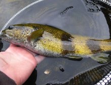 A zebra trout in France.
