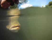 Never forget to release your trouts