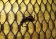 U svěráčku - AR Carp Tuty - Galerie