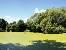 Místo zarostlé okřehkem! Nyní musíme jen poslouchat a hledat rybí aktivitu... Nebo jít na vychlazený pivko!