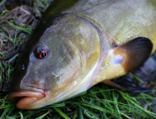 Krásné ďábelské oko lína z lesního jezírka.