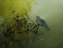 Velký amur v mém loveckém teritoriu = Velká výzva!!!