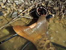 Obrovská ocasní ploutev kapřího giganta.