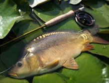 Kapří školák pózuje na leknínech.