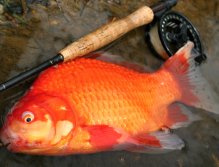 "Tři přání" na mušku :-) Věřte nebo ne, ale tohoto karase jsem ulovil na svazové pstruhové vodě!