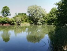 Skvělé místo pro letní stalking kaprů.