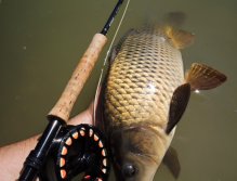 Hezký menší kapřík v jedné z mých oblíbených kompozic.