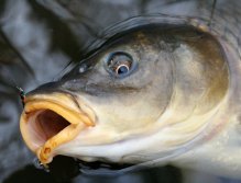 Z očí do očí. A muška? Velký černý epoxy buzzer.