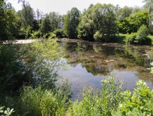 Další pěkná ukázka zarostlého místa, kde rád lovím kapry na mušku.