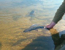 Grayling from Guden river