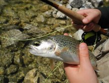 Malý duhák ulovený na suchou mušku